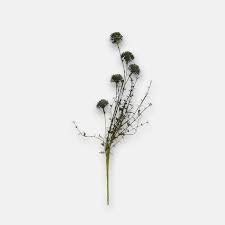 Image result for Melaleuca sp. A (Biegel 5741)