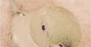 صور بغبغاء أجمل صور للبغبغان رائعة جدا أنواع البغبغان بالصور موقع حصري animals parrot