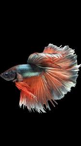 Apple Iphone 6s Wallpaper With Red And Blue Betta Fish And Dark Background In 750x1334 Hd Wallpapers For Free Betta Ca Betta động Vật