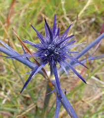 Image result for Wahlenbergia paludicola