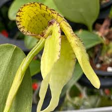 Image result for Rhabdophyllum affine