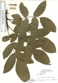 Image result for Juglandaceae