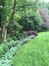Part Shade Border At A Friends Garden Lambs Ear Nepeta Japanese Maple Cottage Garden Patio Landscaping Backyard Inspiration