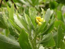 Image result for Chrysanthemoides monilifera