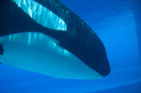 Kiska In Captivity At Marineland In Niagara Falls Kiska Orca Whales Orca