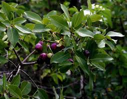 Image result for Syzygium niassense