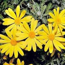 Le margherite appartengono alla famiglia delle asteraceae e sono diffuse in tutti i continenti fiori tipo margherite. Euryops Apulia Plants