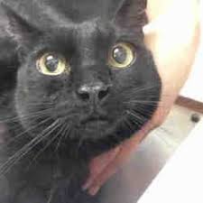 Verfugbare Haustiere Bei Maricopa County Animal Care Control West Tierheim In 2020