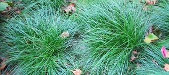 Image result for Carex lycurus