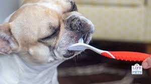 We humans brush our teeth twice daily and still get our teeth professionally cleaned every six to 12 months. How To Clean Your Dog S Teeth At Home Best Practices For Brushing