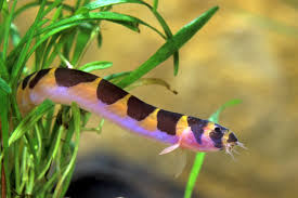Kuhli loaches come from equatorial southeast asia where temperatures are continually tropical. Kuhli Loach Pangio Kuhlii Fish Species Profile Care Guide