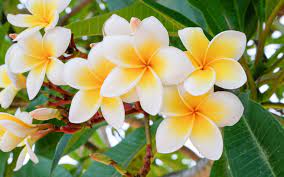 Check spelling or type a new query. Best Plants To Grow In Your Garden Zameen Blog