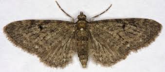 Image result for Eupithecia tenuiata