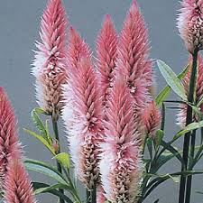 Celosia Spicata Flamingo Feather Pink White Feathery Plumes On Strongly Branching Plants Flower Seeds Flower Farm Annual Garden