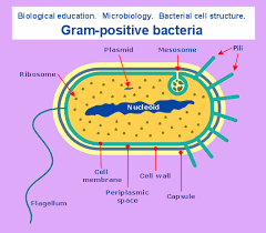 Science And Education Biology Biology Diagrams Microbiology Education