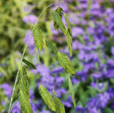 Image result for Chasmanthium latifolium