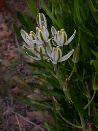 Image result for Albuca setosa