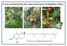 Image result for Allophylus