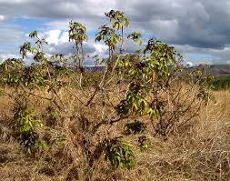 Image result for Jatropha gossypiifolia