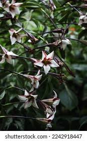 Image result for Rothmannia longiflora