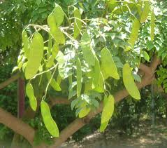 Image result for Erythrophleum