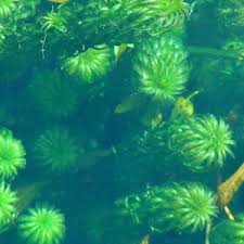 Image result for Lagarosiphon