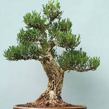 Image result for Pemphis