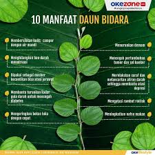 Manfaat yang diberikan oleh daun ketapang yang pertama ialah bisa mengurangi hipertensi. Okezone Infografis 10 Manfaat Daun Bidara