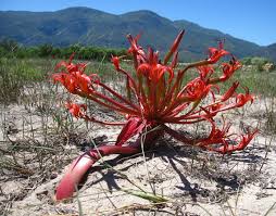 Image result for Brunsvigia