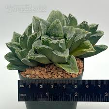 Image result for Priva curtisiae