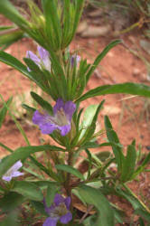 Image result for Dyschoriste transvaalensis