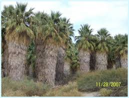 This Is A True Desert Oasis Not Far From My Home In Southern California The San Andreas Fault Line Run S Underneath The San Andreas Fault San Andreas Tree
