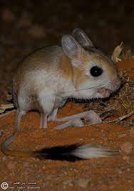 جربوع animals beautiful mammals cute animals
