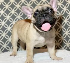 Includes details of puppies for sale from registered ankc breeders. French Bulldog Puppies For Sale In Texas Home Facebook