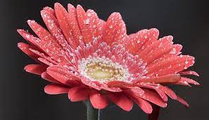 Gerbera Daisies Most Popular Flowers Gerbera Best Flower Delivery