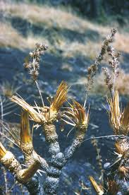 Image result for Hypolytrum heteromorphum