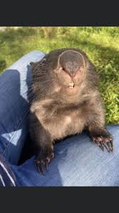 Pin By Arsen Chepurnyj On Wombats Cute Animals Australian Animals Koala Bear