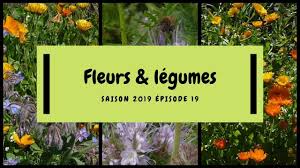 potager 2019 ep 19 associer fleurs et legumes au potager potager association de legumes association legumes potager