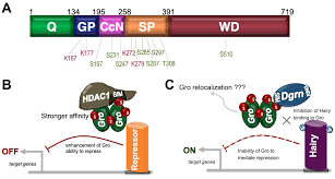 The dorsal gradient species as many as seven threshold responses in the early drosophila embryo. Biomolecules Free Full Text Sumoylation In Drosophila Development Html