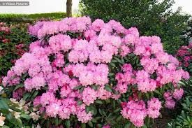 9c2acdca99cdaf85ba321f2525c2c7ba Jpeg 765 510 Rhododendron Kalinka Plants