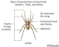 They appear hard, black, and shiny. Black Widow Spider Information Mount Sinai New York
