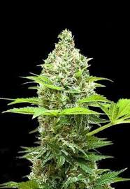 Where to buy marijuana seeds online. Sherbet Power Strain Bulk Seed Bank Thc 20