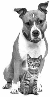 MEANT FOR EACH OTHER