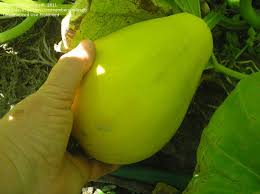What happens when pumpkins and zucchini cross pollinate. Beginner Gardening Summer Squash Pumpkin Cross Pollination 1 By Milesdt