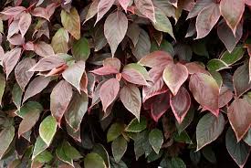 Image result for Acalypha paucifolia