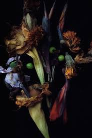 List of the best florist in bronx, ny. Nancy Oliveri The Assassin Flower The Eye Of Photography Magazine