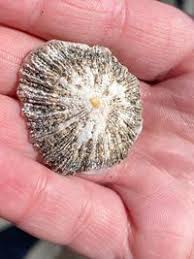 Image result for Patella aspera