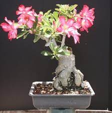 Large Desert Rose Bonsai Tree By Sheryls Shop Amazon Com Grocery Gourmet Food Bonsai Tree Bonsai Bonsai Garden