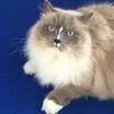 - California Ragdoll Rescue - ADOPTIONS - Rescue Me!