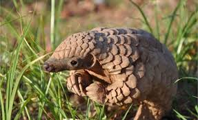 Vedi la nostra pangolino selezione dei migliori articoli speciali o personalizzati, fatti a mano dai nostri acquari e decorazioni per vaschette negozi. La Vittoria Del Pangolino Il Mammifero Piu Contrabbandato